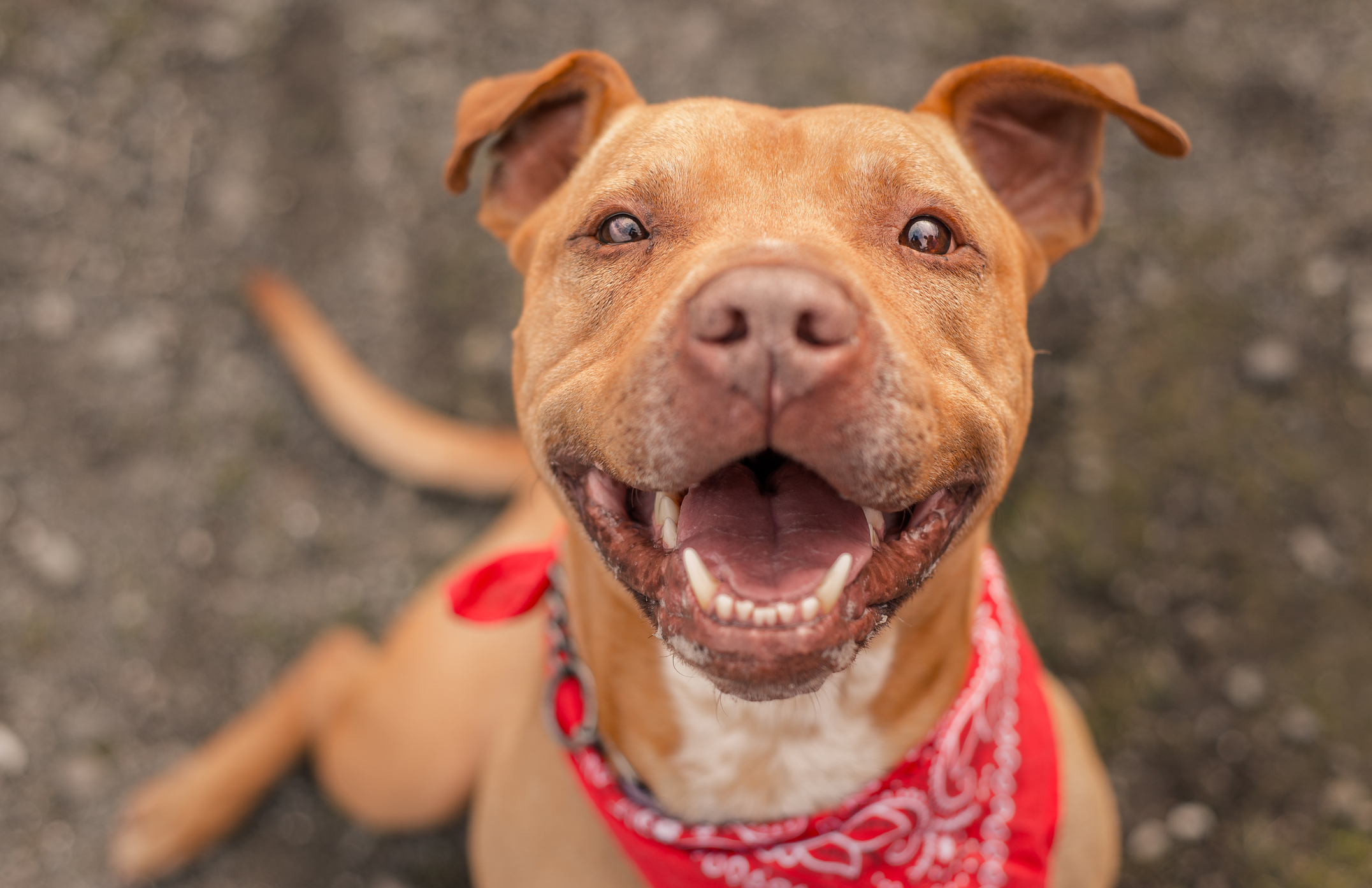 Bubba, a dog photographed for a Northern California animal shelter, finally found his home after spending the better part of a year in a kennel. He is free!