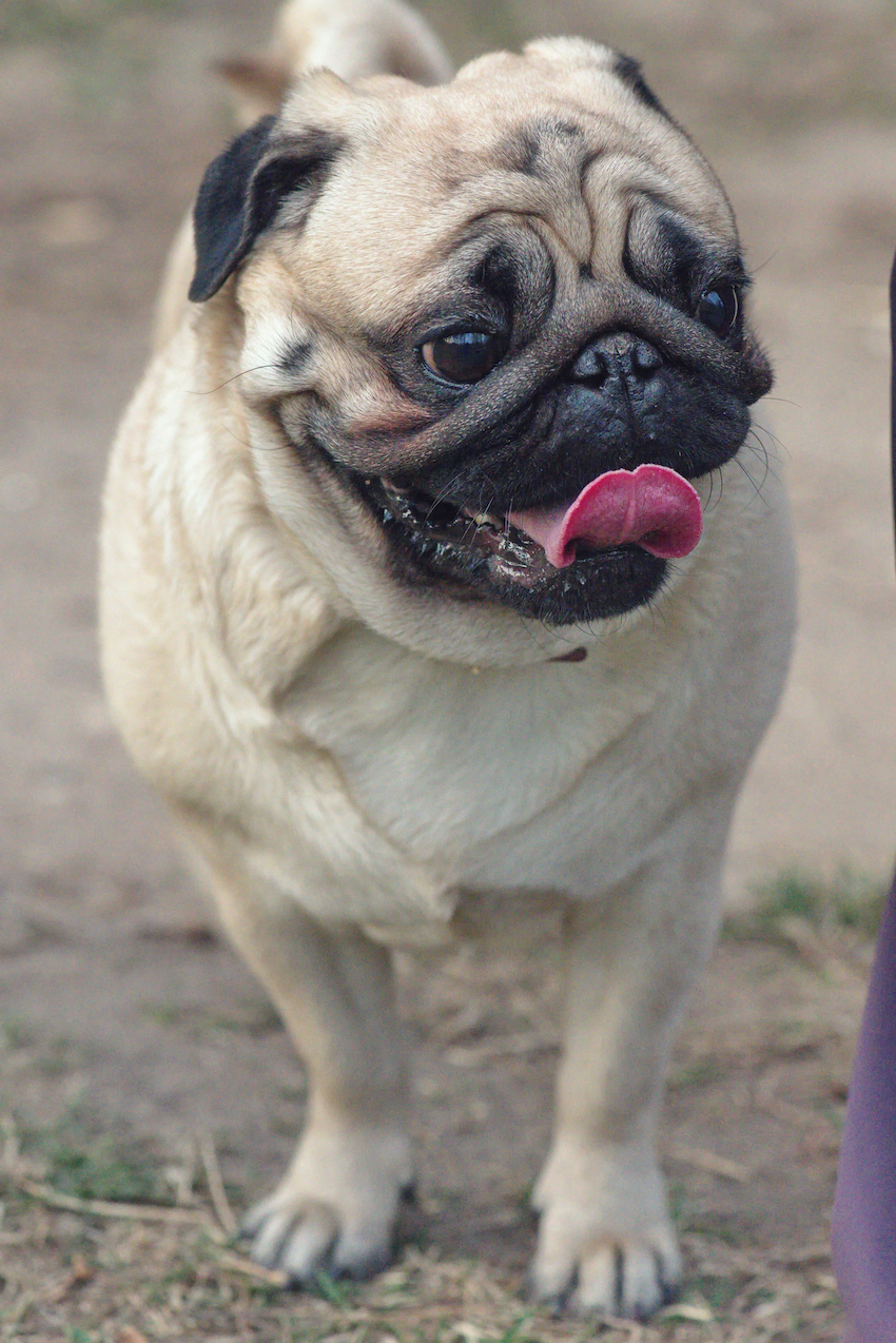 funny pug on a background