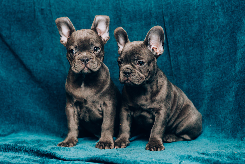 Portrait of a beautiful blue french bulldog on a couch