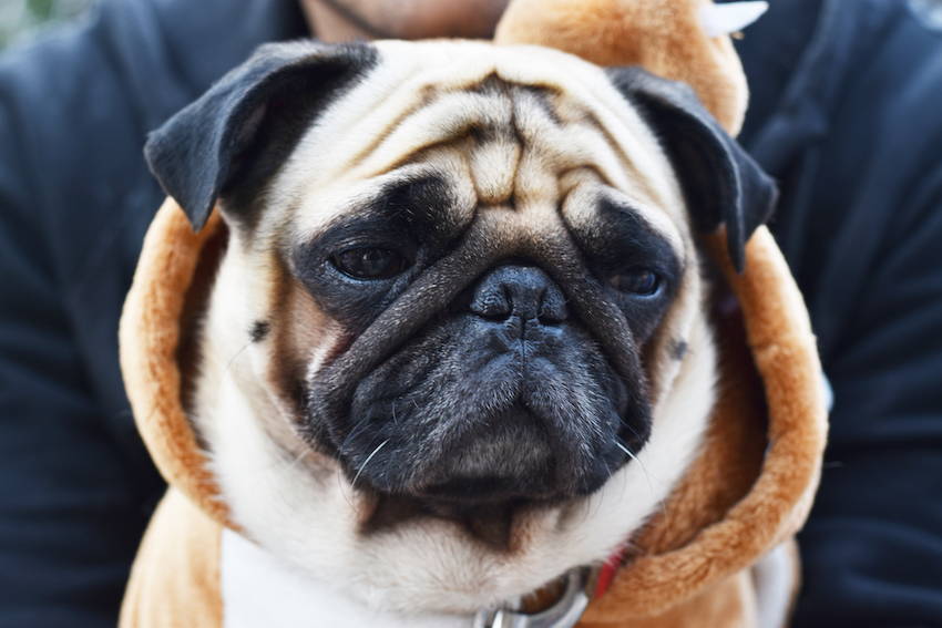 Close-up of Pug dog, 3 Years old