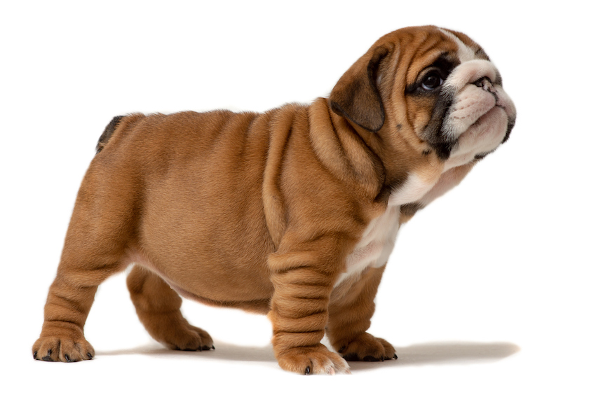 cute puppy - six week old english bulldog puppy looking at viewer