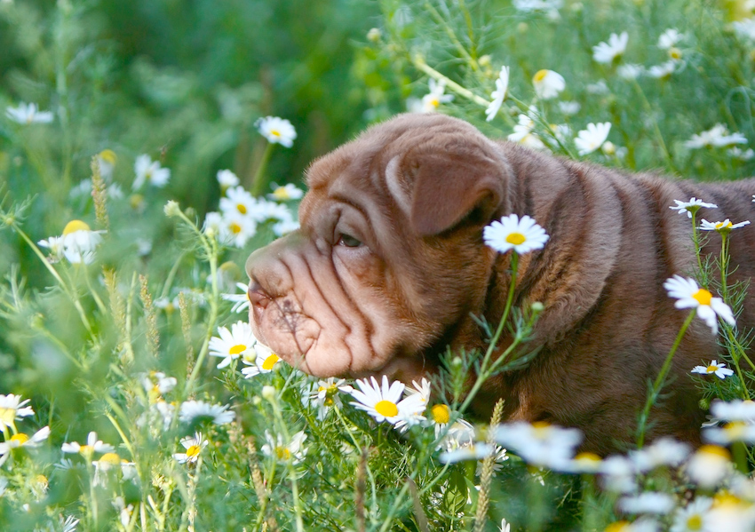 Sharpei puppy standing in the grass.