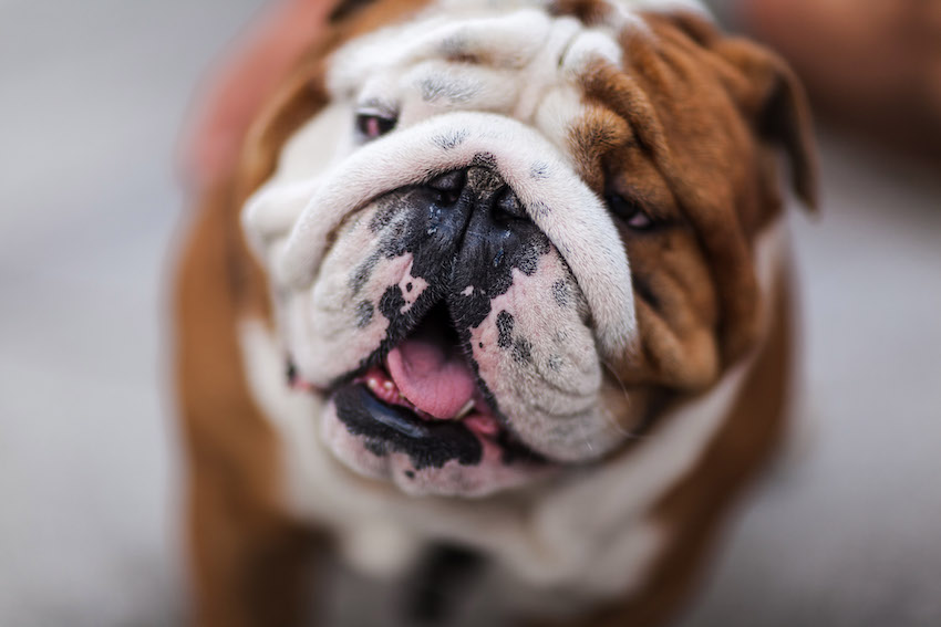 Cute funny bulldog close up. Portrait of a dog