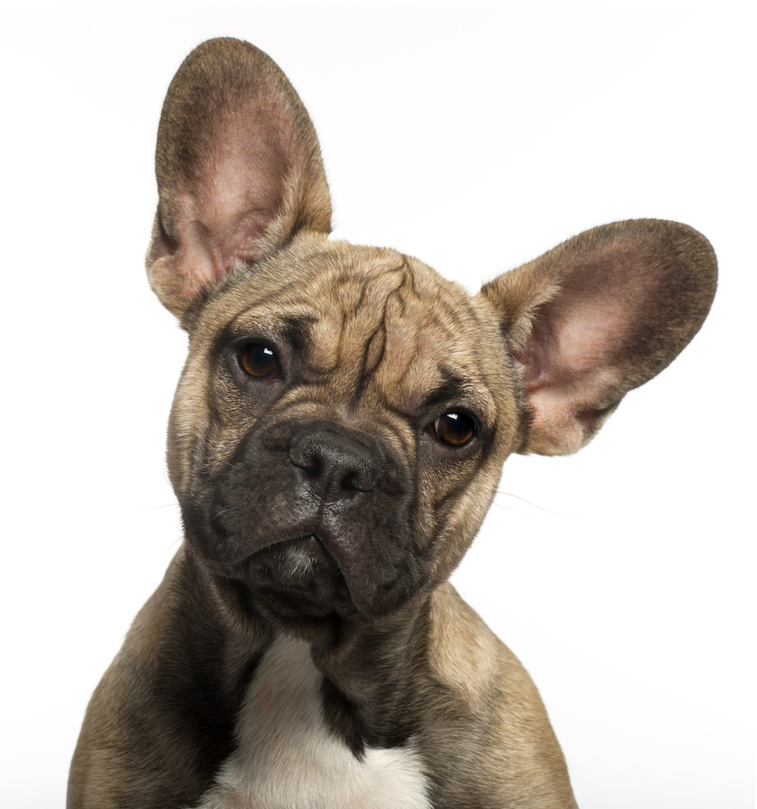 Close-up of French bulldog puppy, five months old, white background.