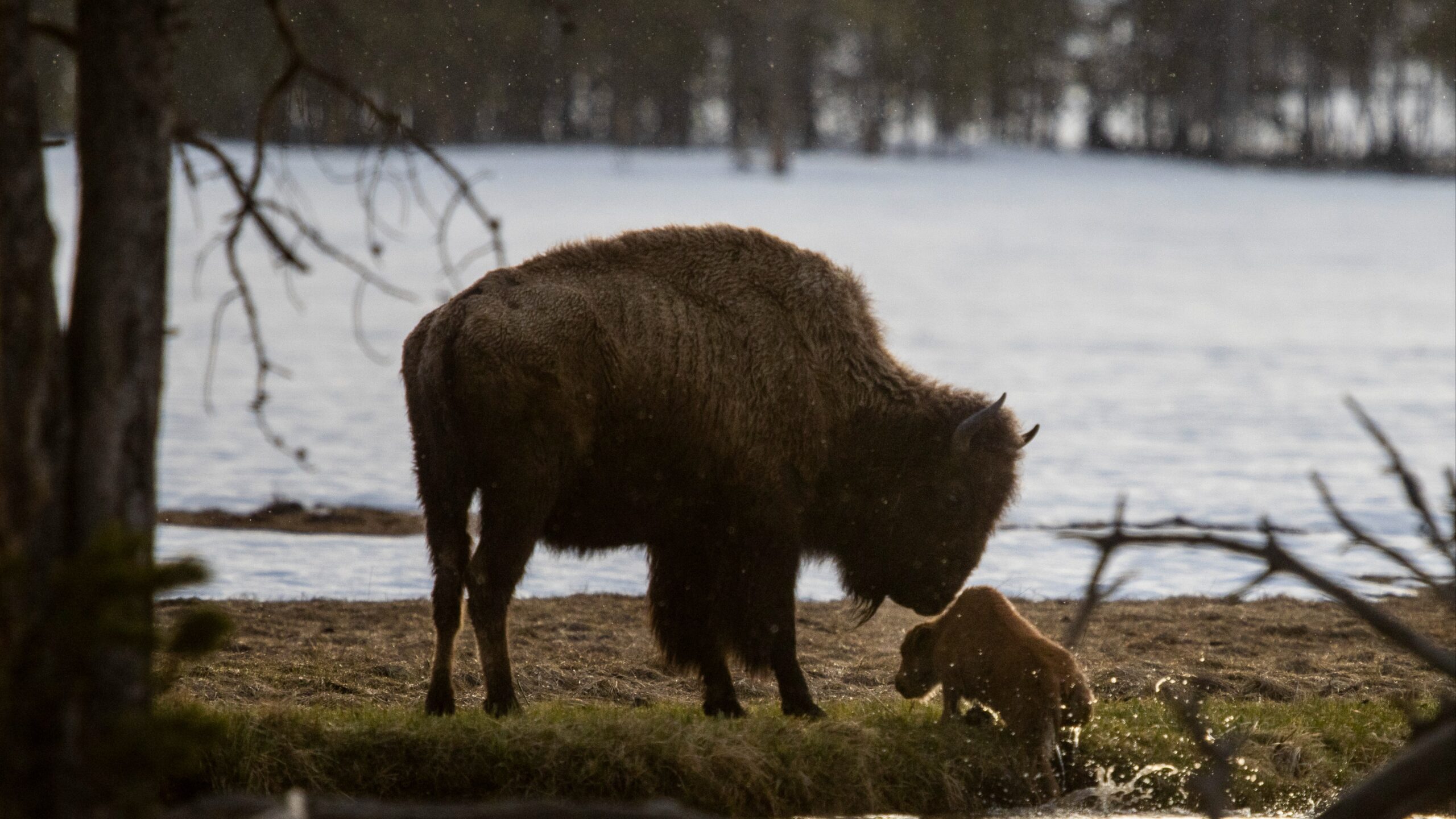 Bison and calf at Yellowstone National Park