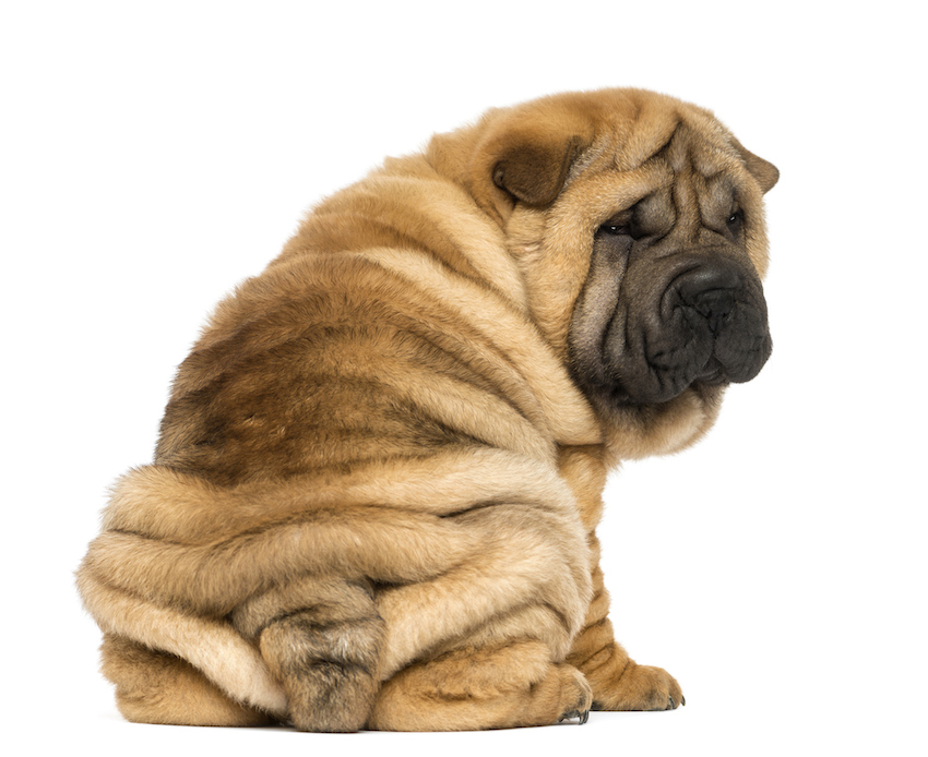 Shar pei puppy sitting, looking at the camera, Back view