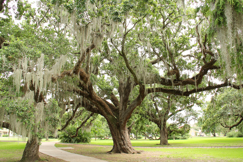 City Park in New Orleans