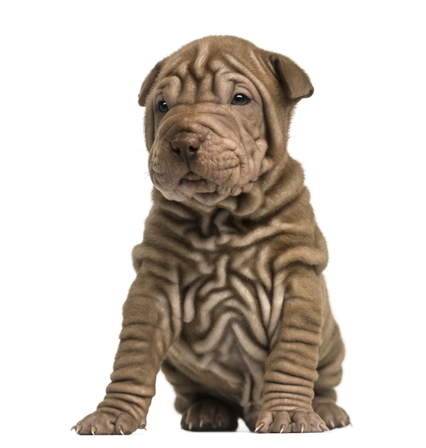 Shar Pei puppy sititng, isolated on white