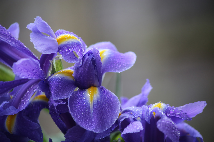 Iris blooms