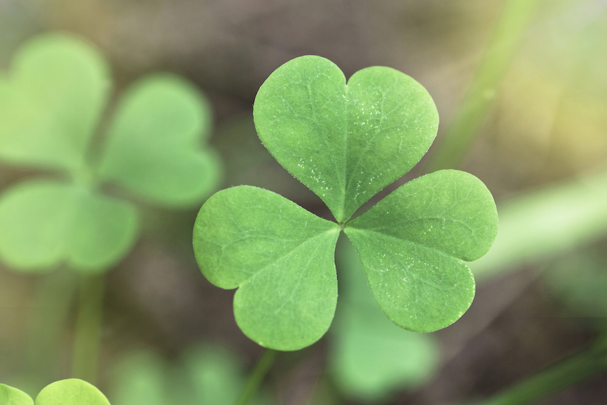 Shamrock close up