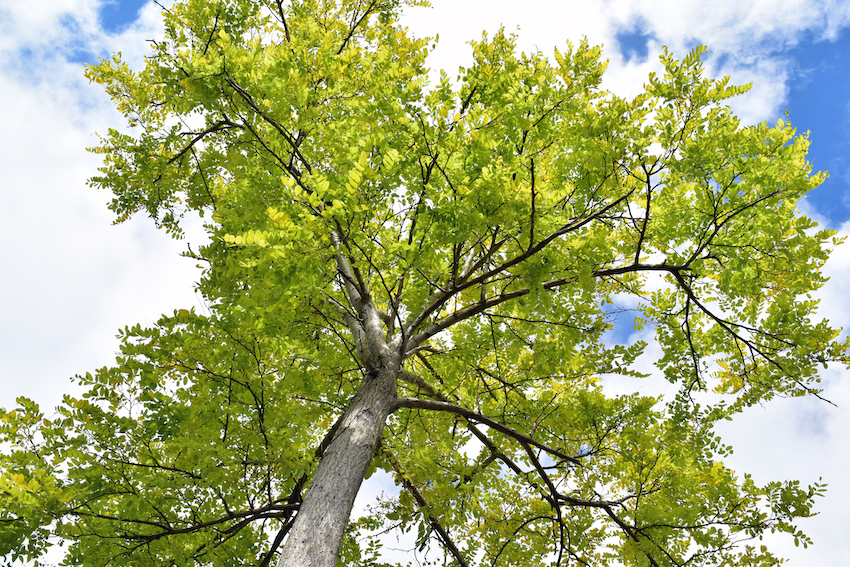 Ash Tree Upshot