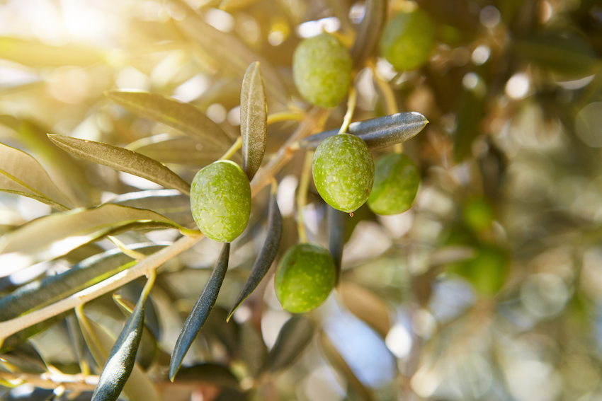 Olives in Croatia Village