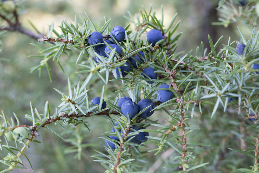 Twig of common juniper with berries