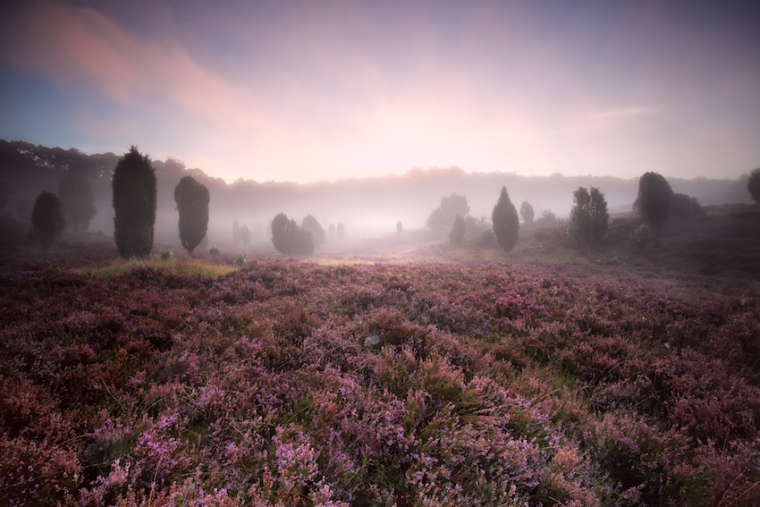 flowering heather during foggy sunrise