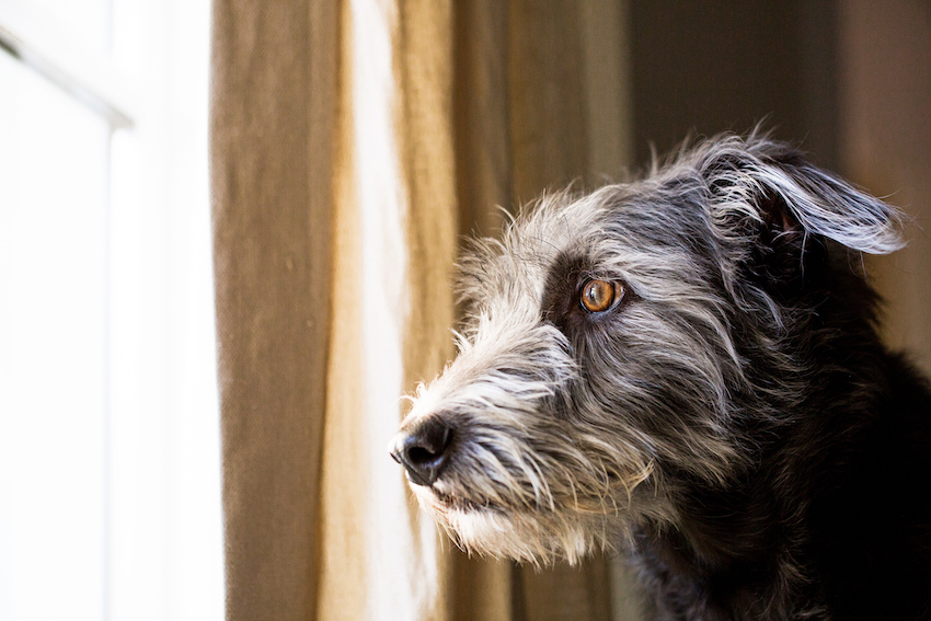 Terrier Dog Looking Out Window