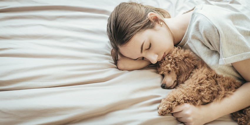 Young woman is lying and sleeping with poodle dog in bed.