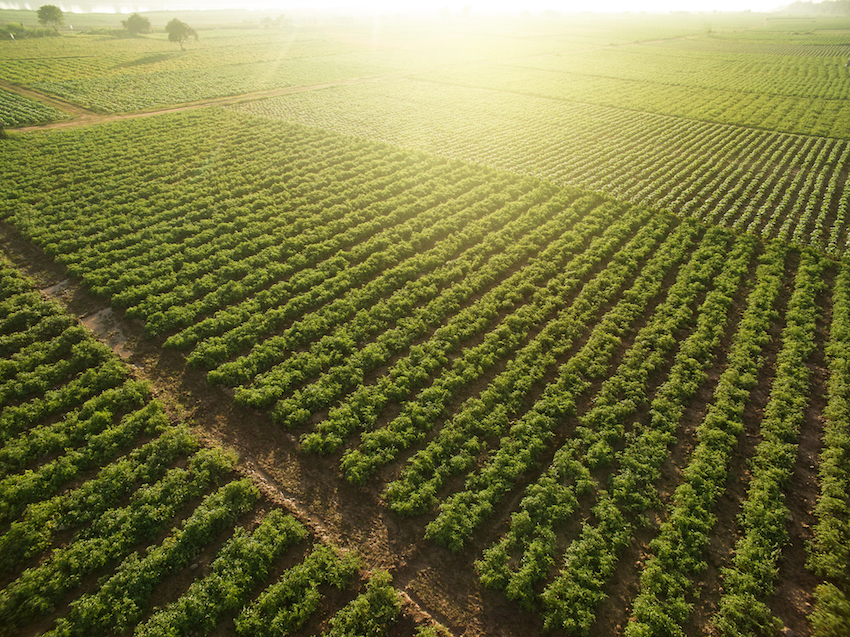 Aerial view of field growing tobacco on bright summer day  in THAILAND