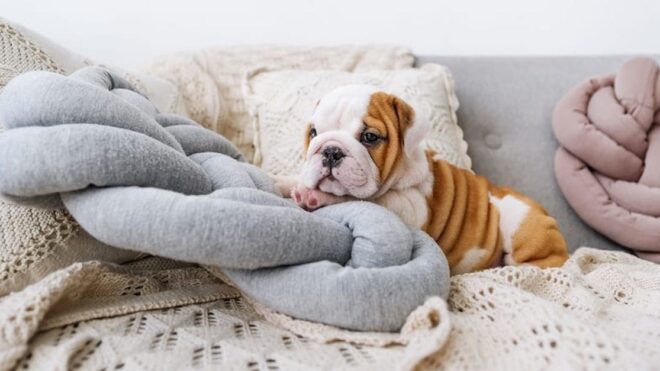 wrinkly-puppies