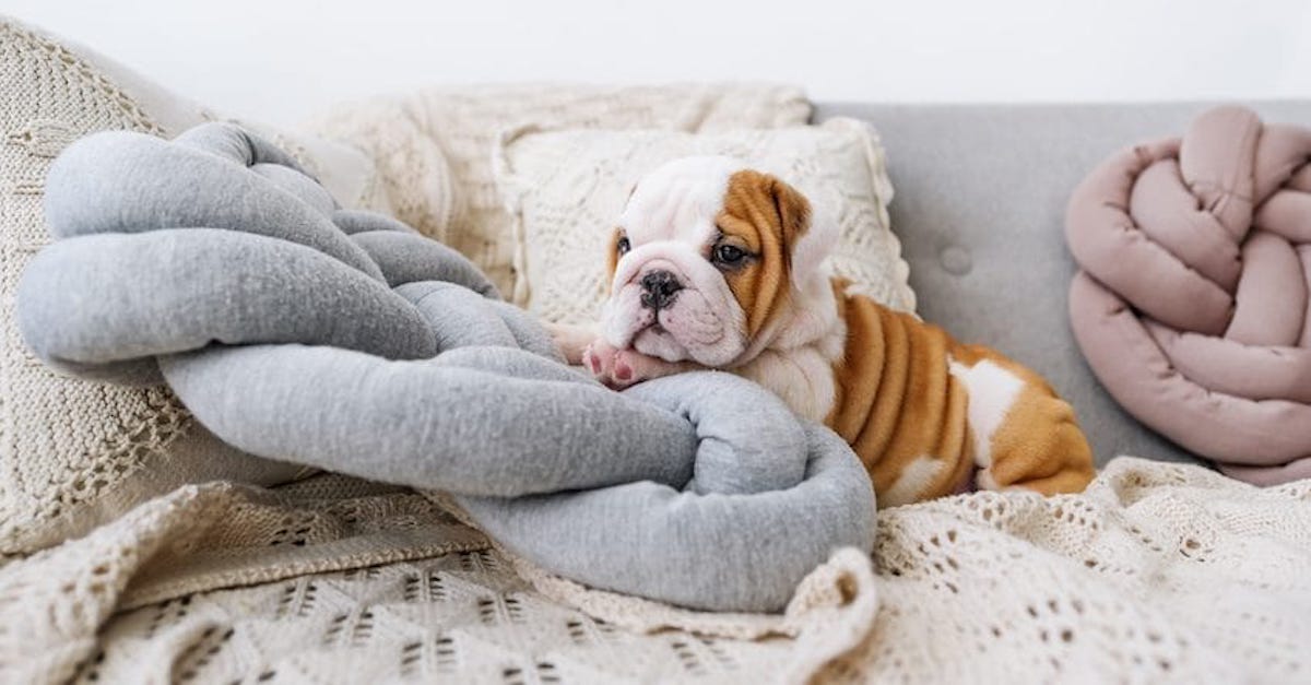 wrinkly-puppies