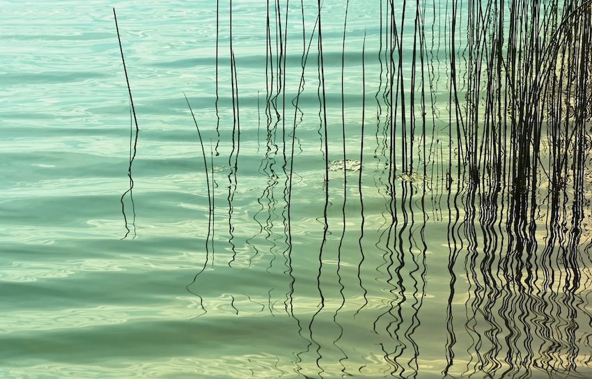 Reeds/Grasses in rippling Turquoise waters