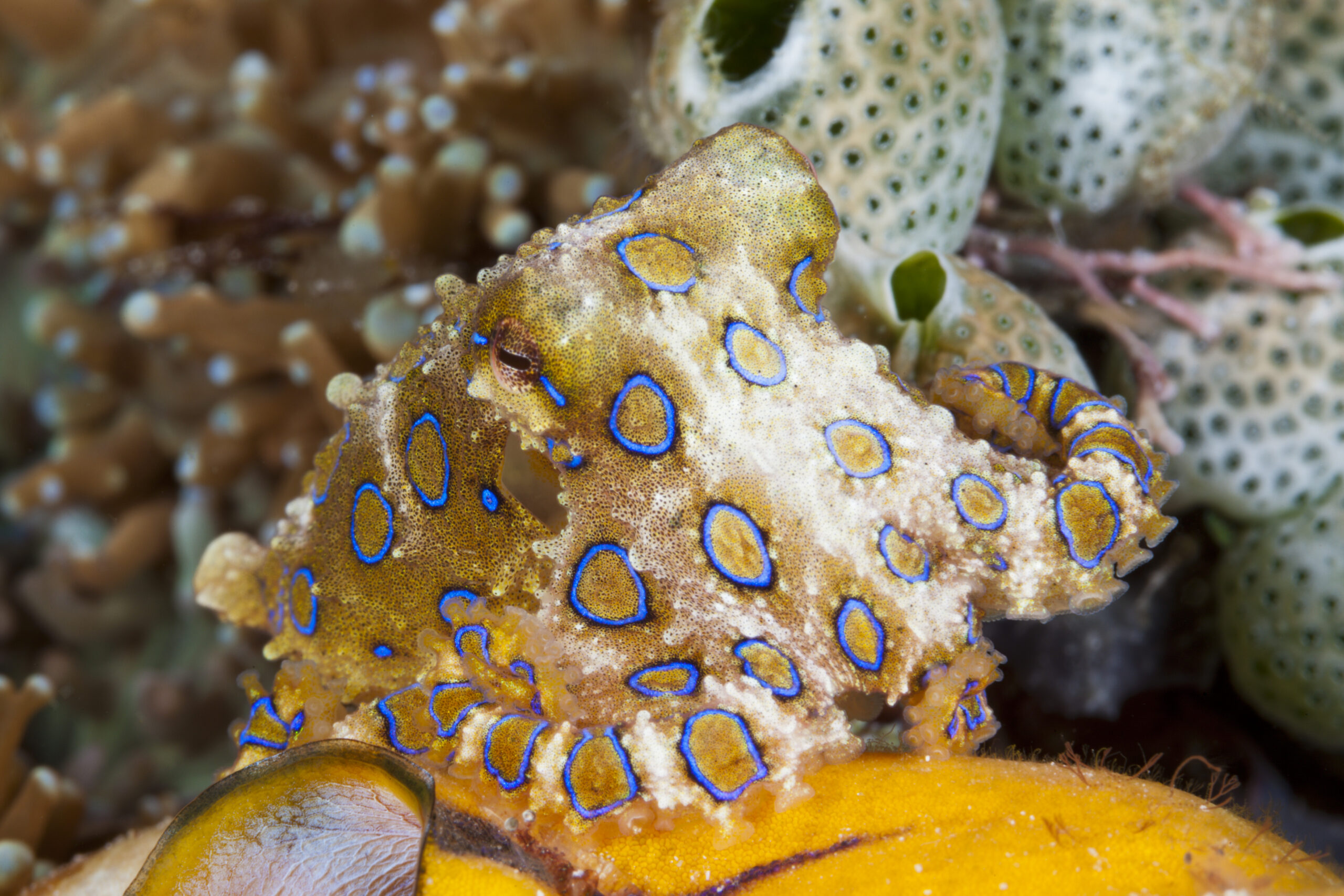 Blue-Ringed Octopus