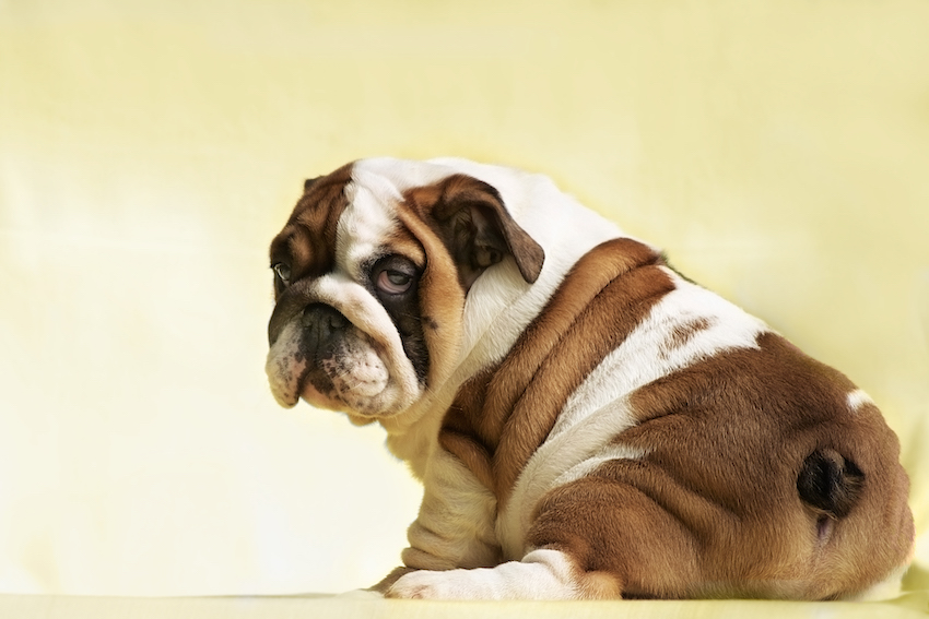 Cute puppy of English Bulldog looks back, Reddish white