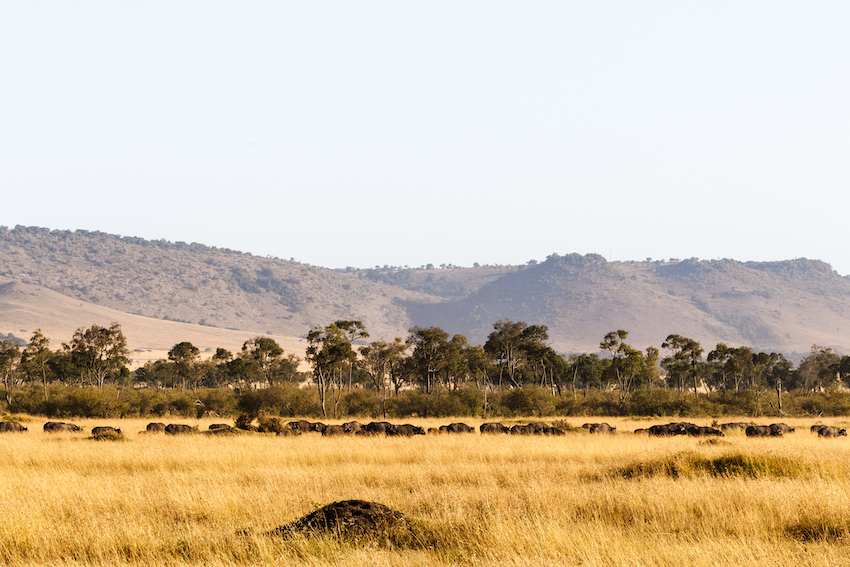 Big herd of african buffalo in the savanna of Masai Mara. Kenya, Africa