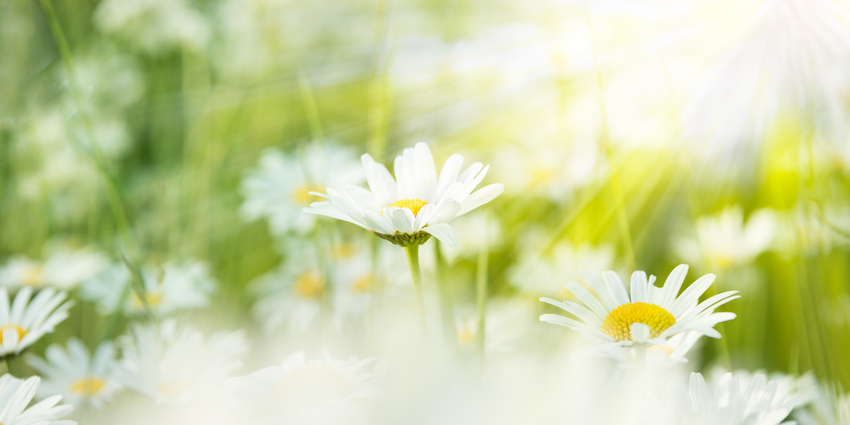 white daisies in a meadow lit by sunlight