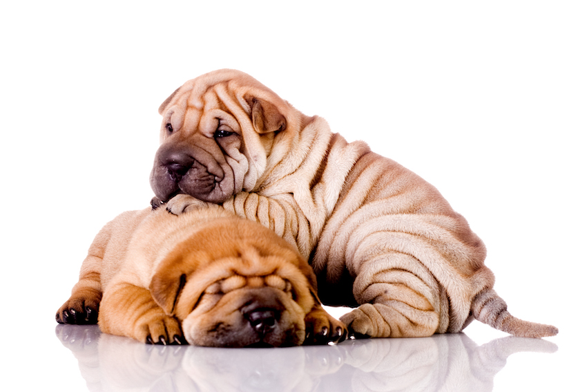 two Shar Pei baby dogs