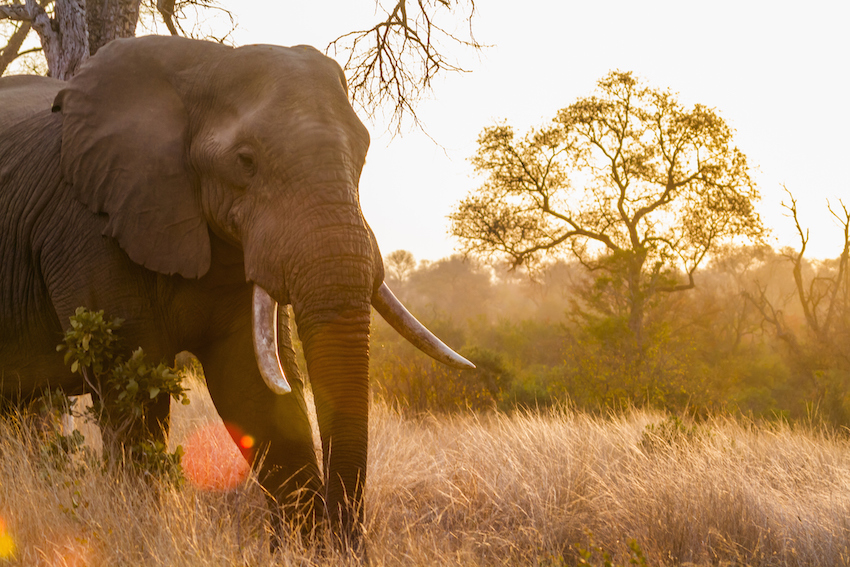 African bush elephant in Kruger National park, South Africa