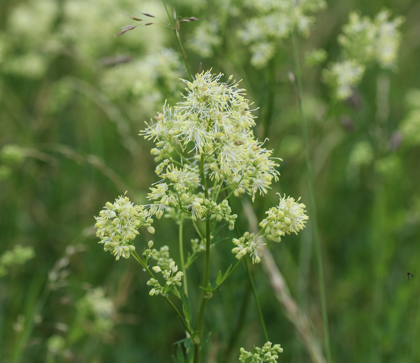 Thalictrum flavum, known by the common names common meadow rue, and yellow meadow rue