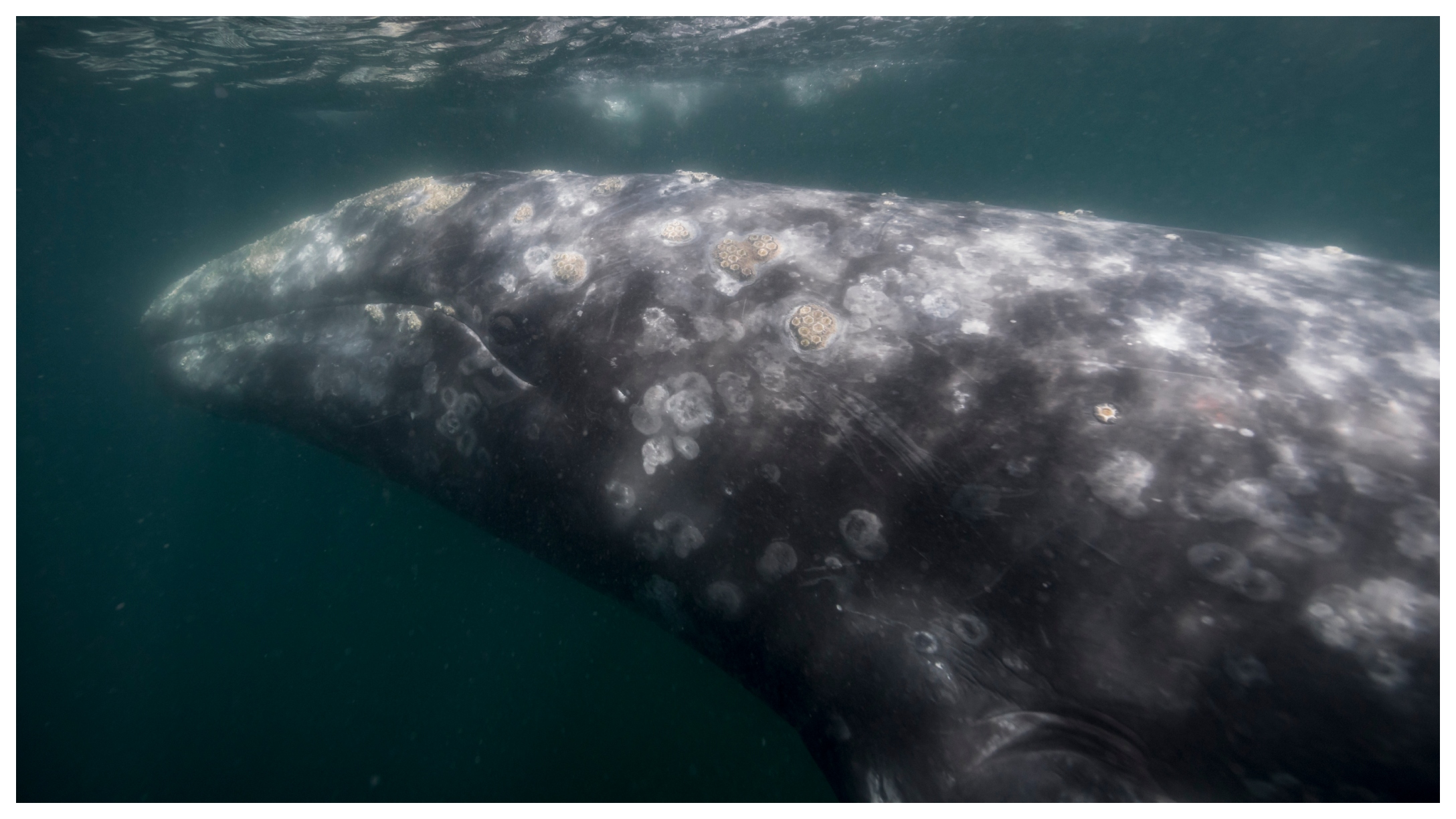 Gray Whale Featured