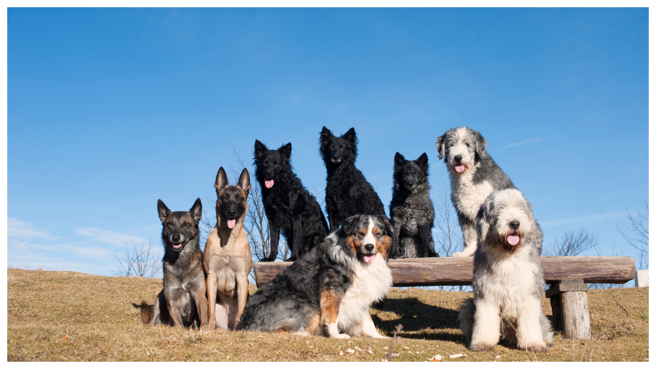 Group of Dogs Featured