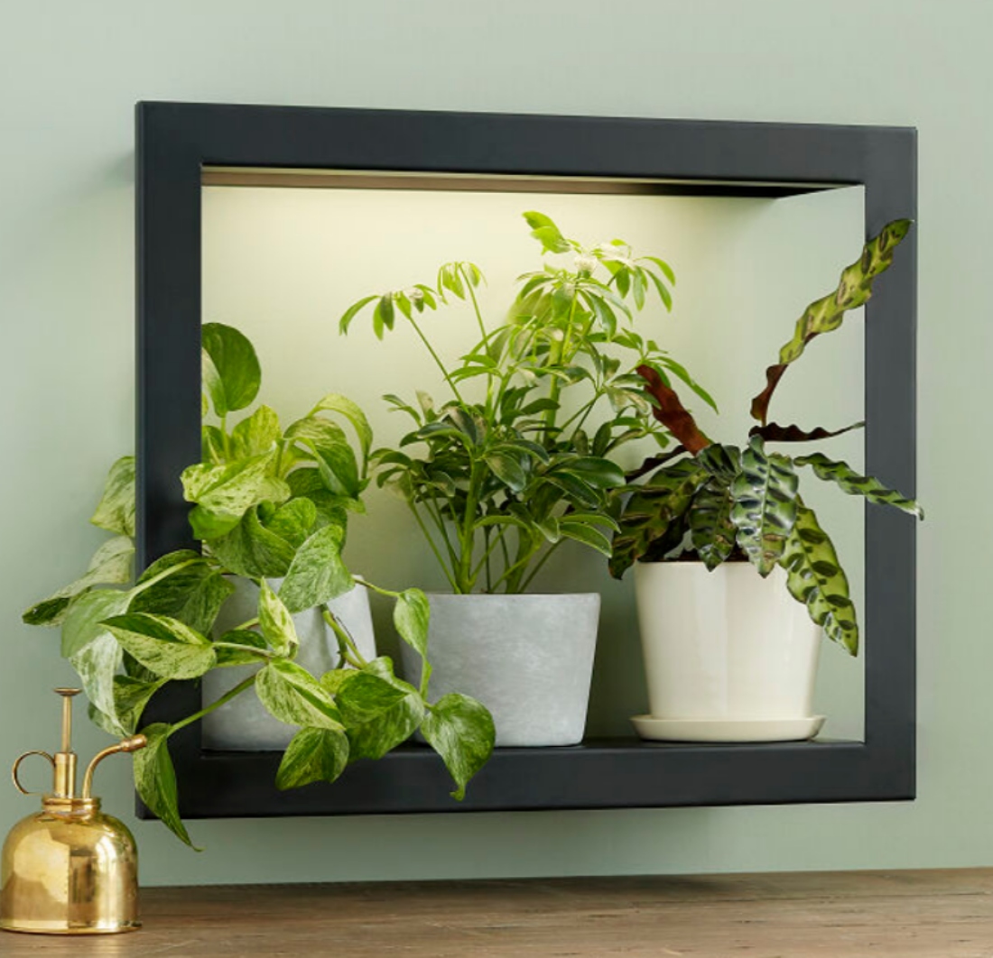 Growlight-Frame-Shelf-Plant-Display-Uncommon-Goods.jpg