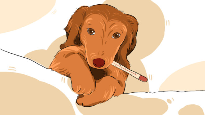 HPThumb_Here’s How to Deal With a Sick Puppy_1280x627px