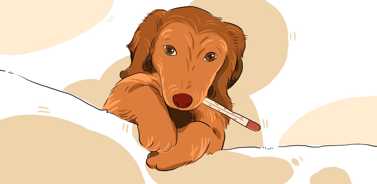 HPThumb_Here’s How to Deal With a Sick Puppy_1280x627px