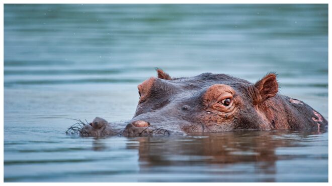 Hippo