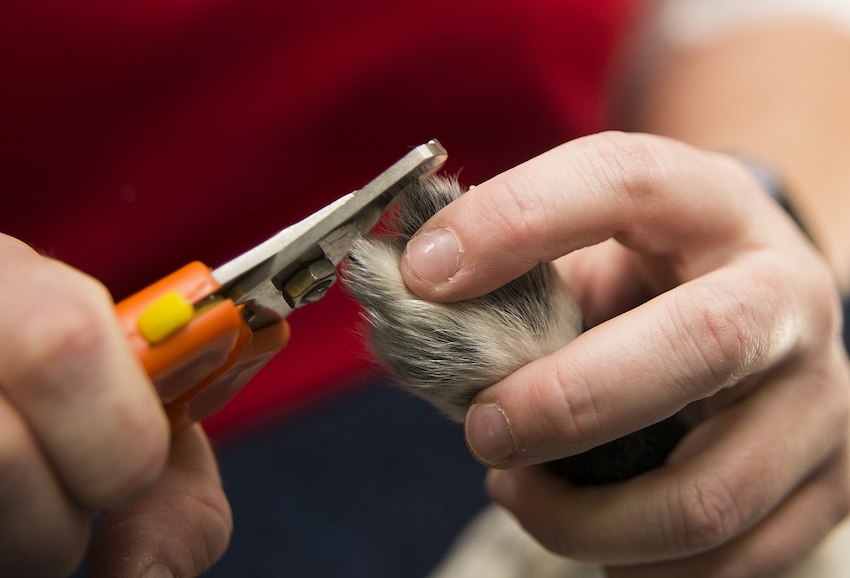 Joint_Base_Charleston_Veterinary_Treatment_Facility_offers_services_to_military_and_retirees_131122-F-AV409-013.jpg
