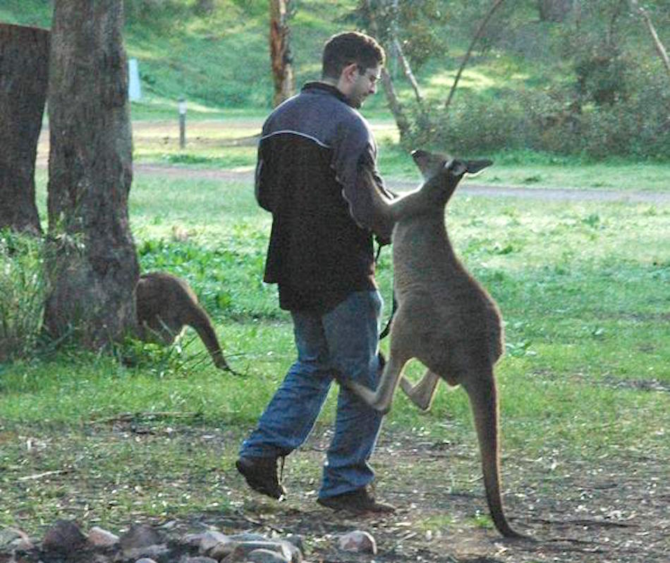 Kangaroo_attack_Melrose_SA_2007.jpg