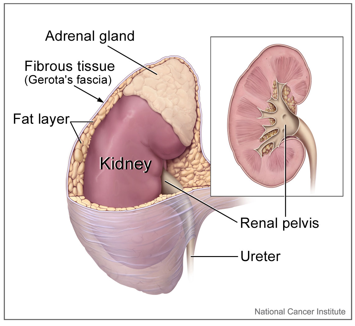 Kidney_and_adrenal_gland.jpg