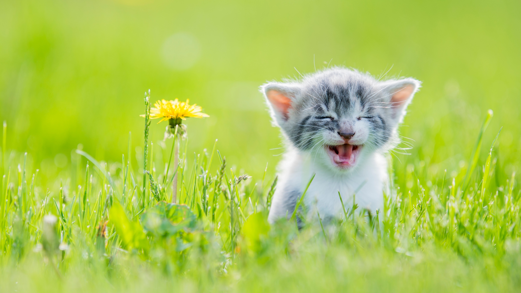 Cute kitten in a grassy field next to a dandelion