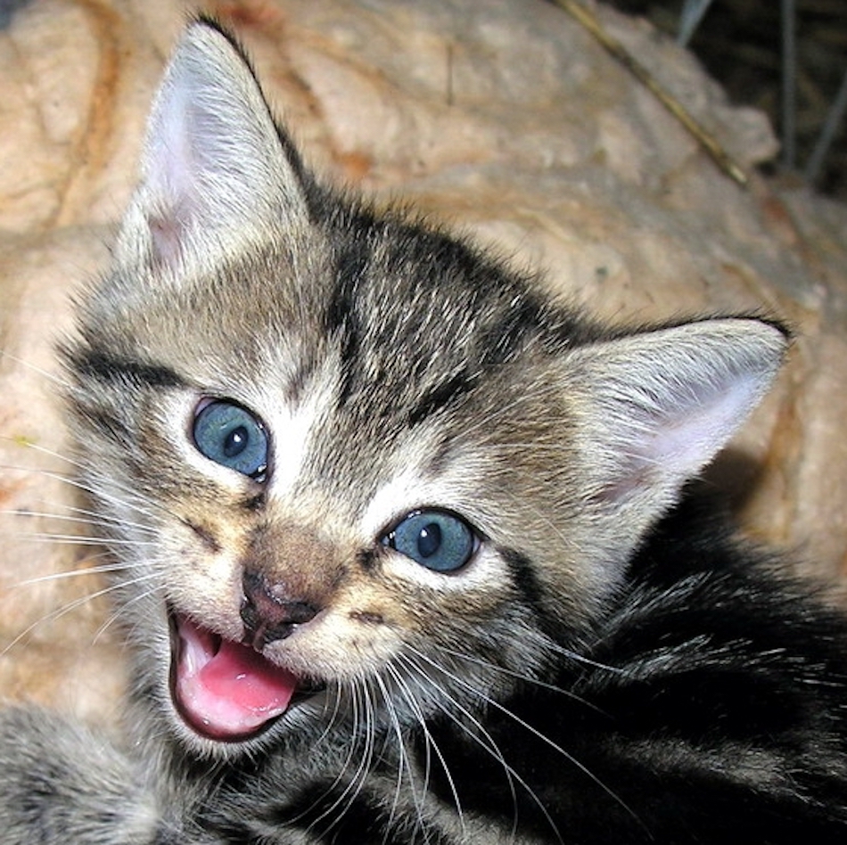Kitty_meowing.jpg