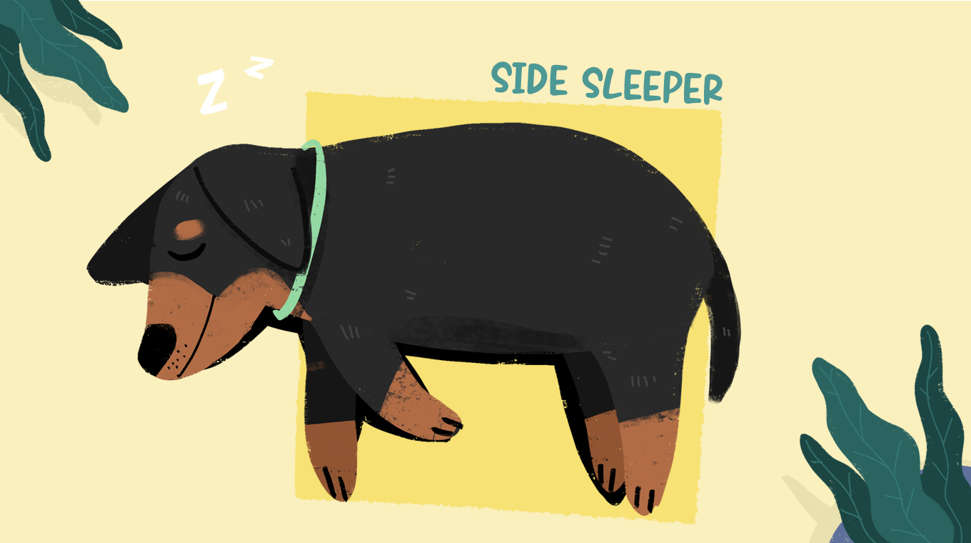 LT_DoggysleepPositions_01.jpg