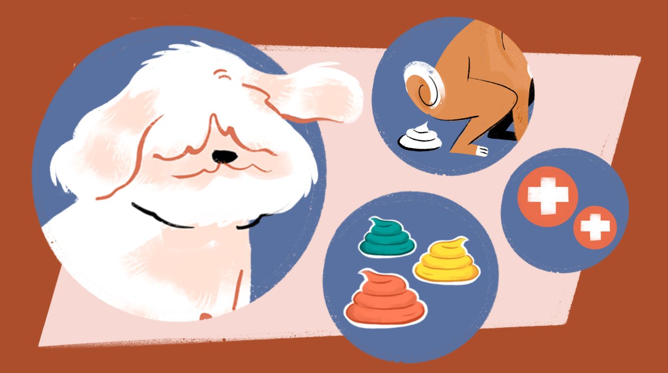 LT_SEO_9_Colors_And_Types_Of_Dog_Poop_01.jpg