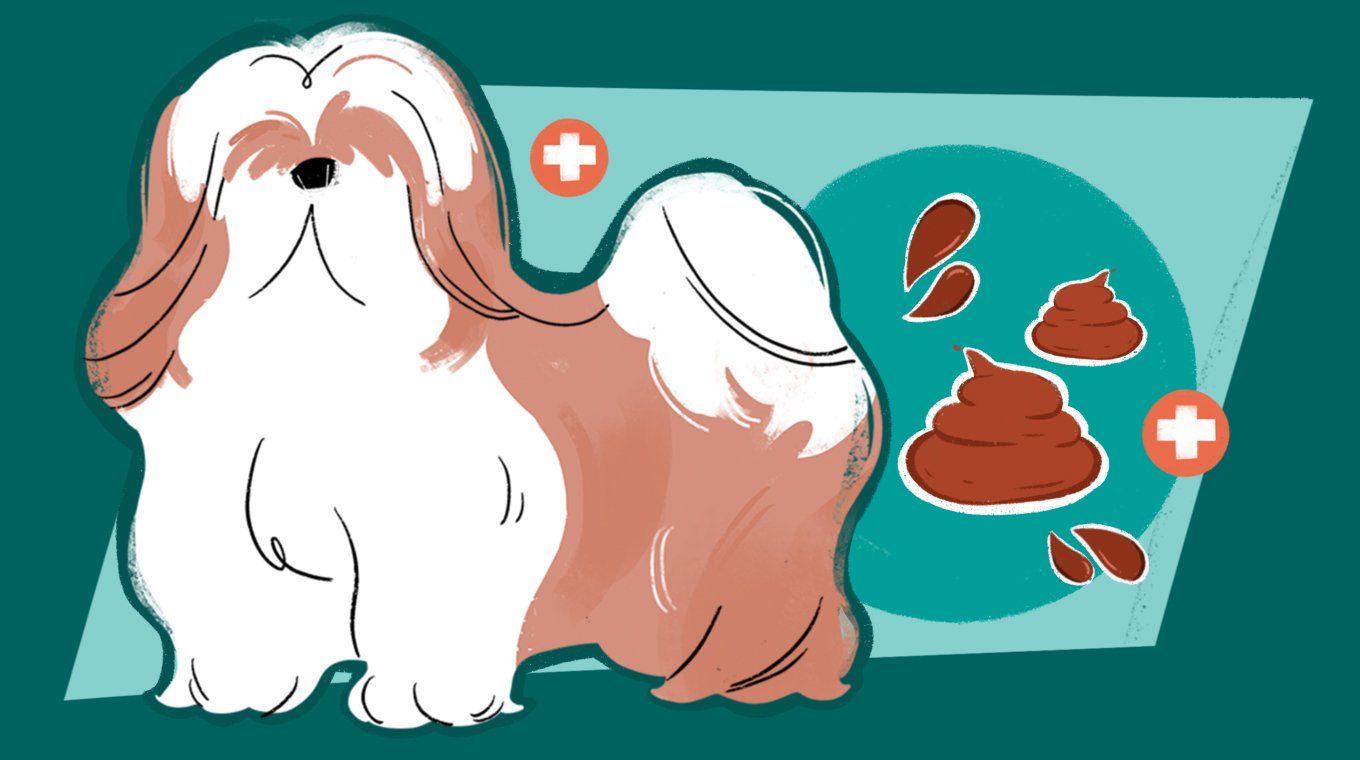 LT_SEO_9_Colors_And_Types_Of_Dog_Poop_04.jpg