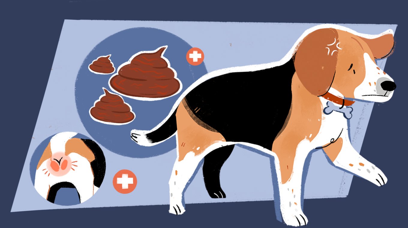 LT_SEO_9_Colors_And_Types_Of_Dog_Poop_05.jpg