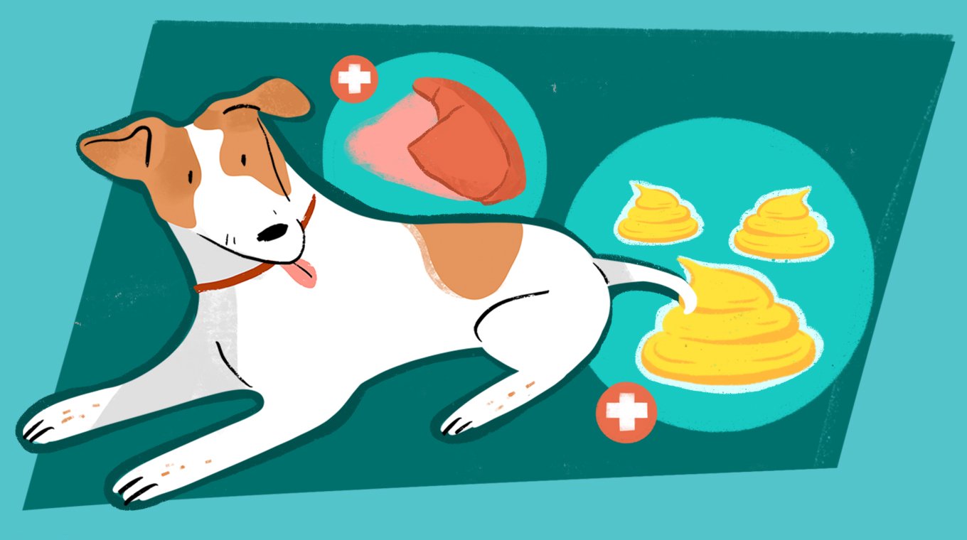 LT_SEO_9_Colors_And_Types_Of_Dog_Poop_06.jpg