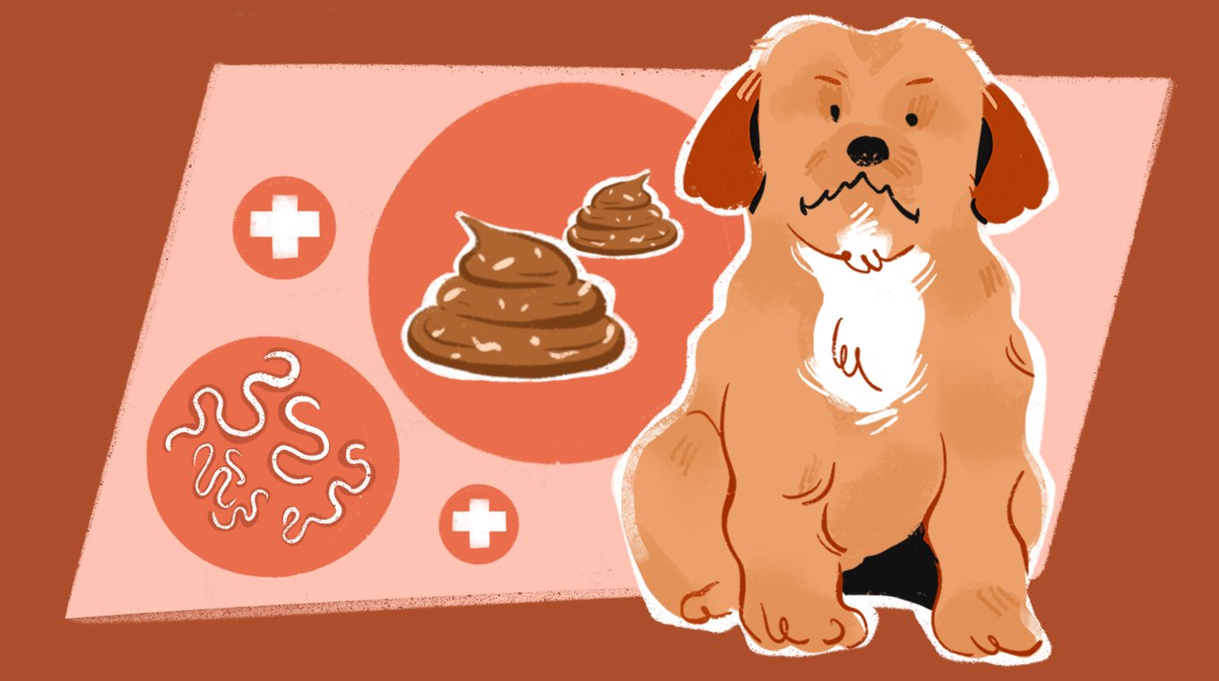 LT_SEO_9_Colors_And_Types_Of_Dog_Poop_07.jpg