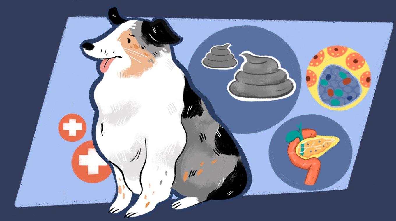 LT_SEO_9_Colors_And_Types_Of_Dog_Poop_08.jpg