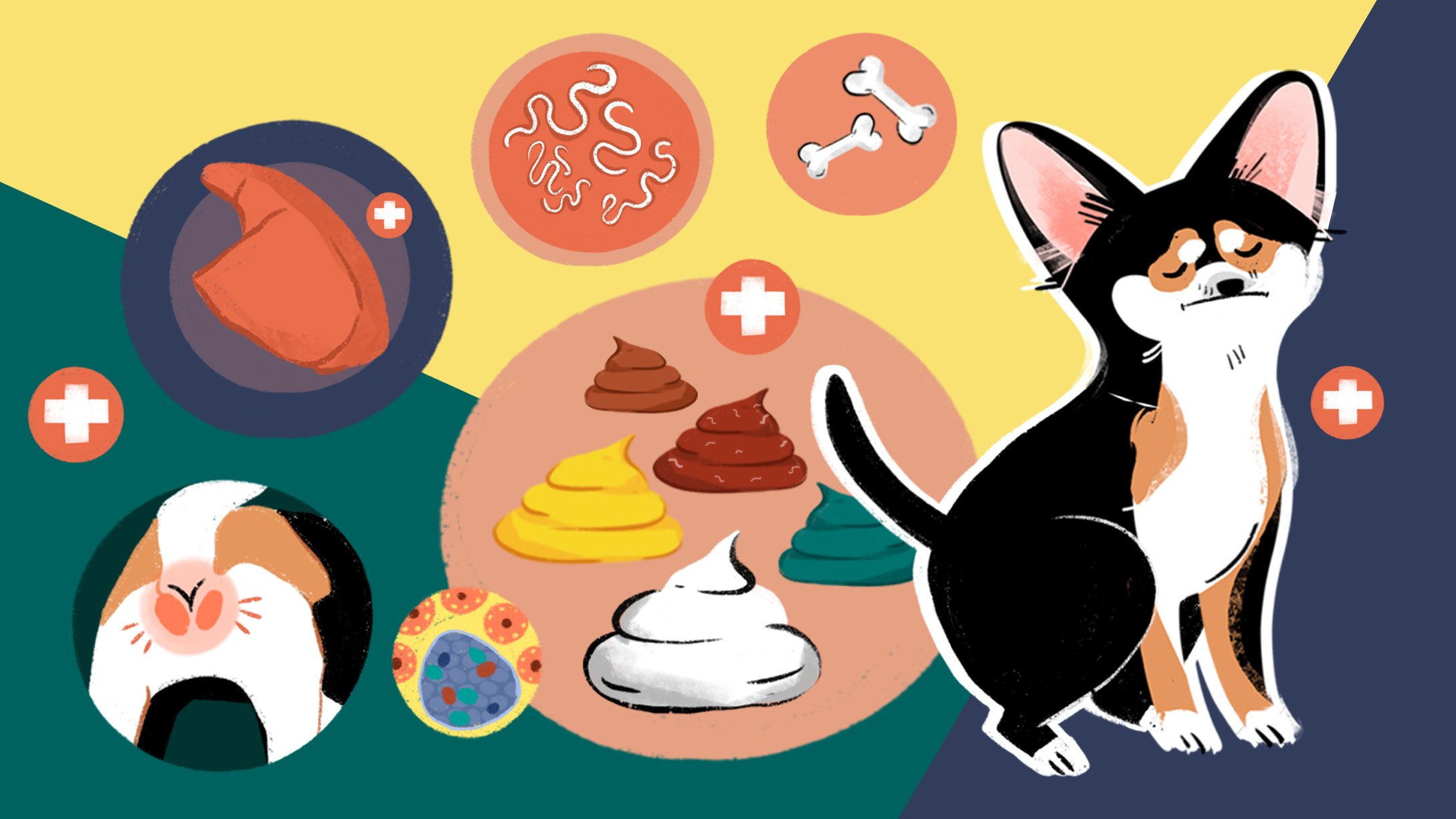 LT SEO 9 Colors And Types Of Dog Poop HP